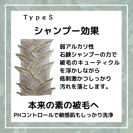 TypeSסǥʡ쥻å