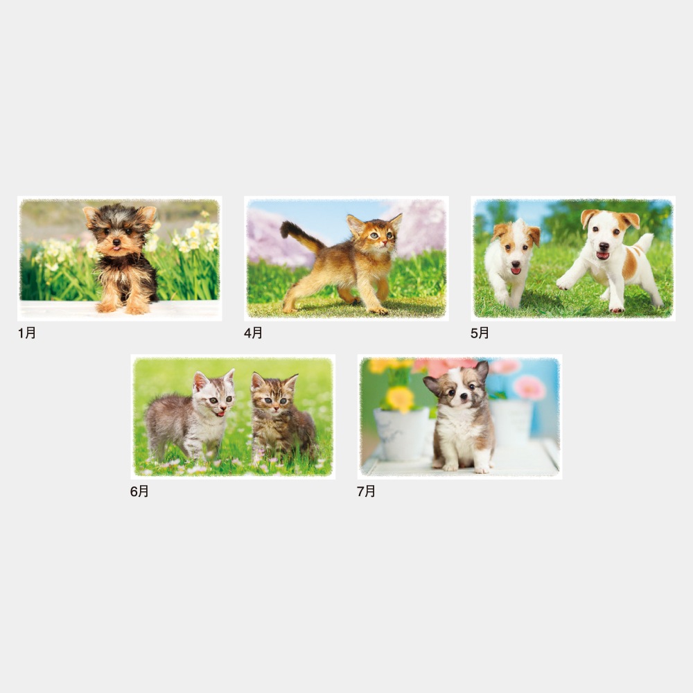 IC262 Dear Family�ʥǥ������ե��ߥ꡼�˥���������1��̾���������