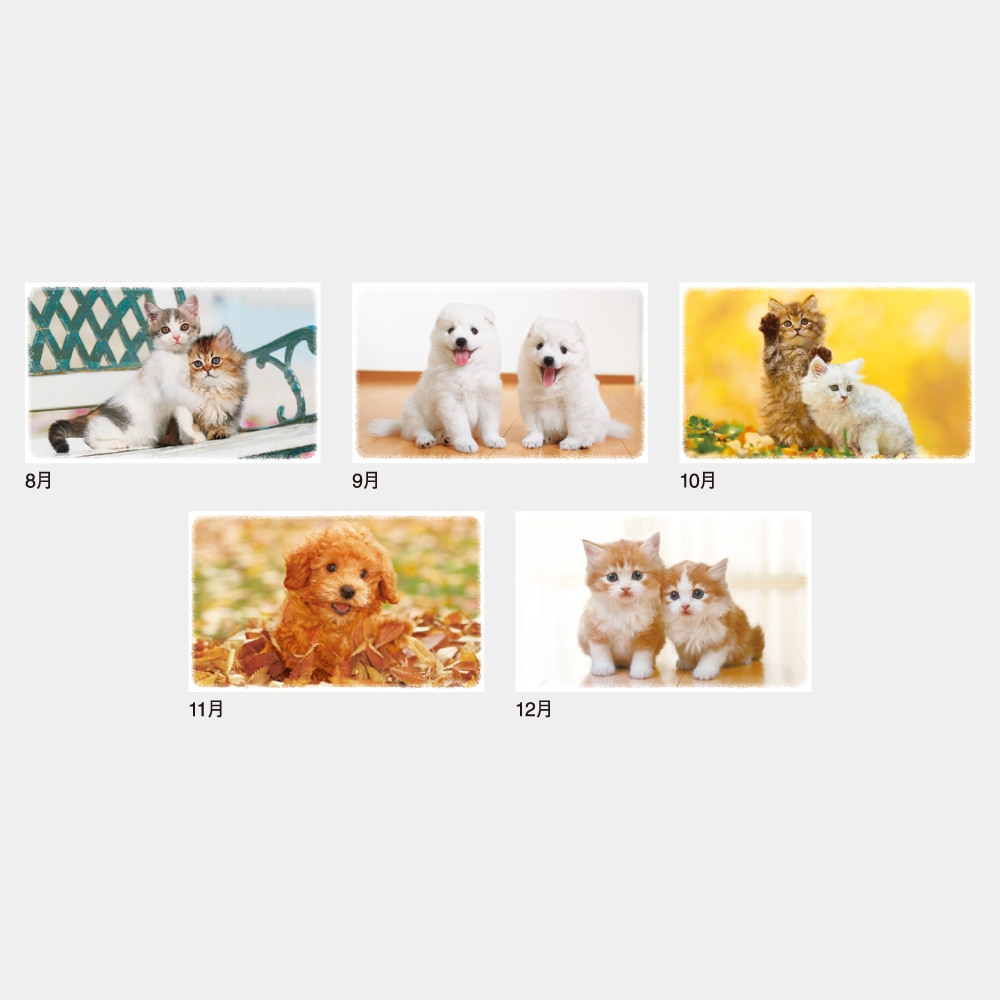 IC262 Dear Family�ʥǥ������ե��ߥ꡼�˥���������1��̾���������