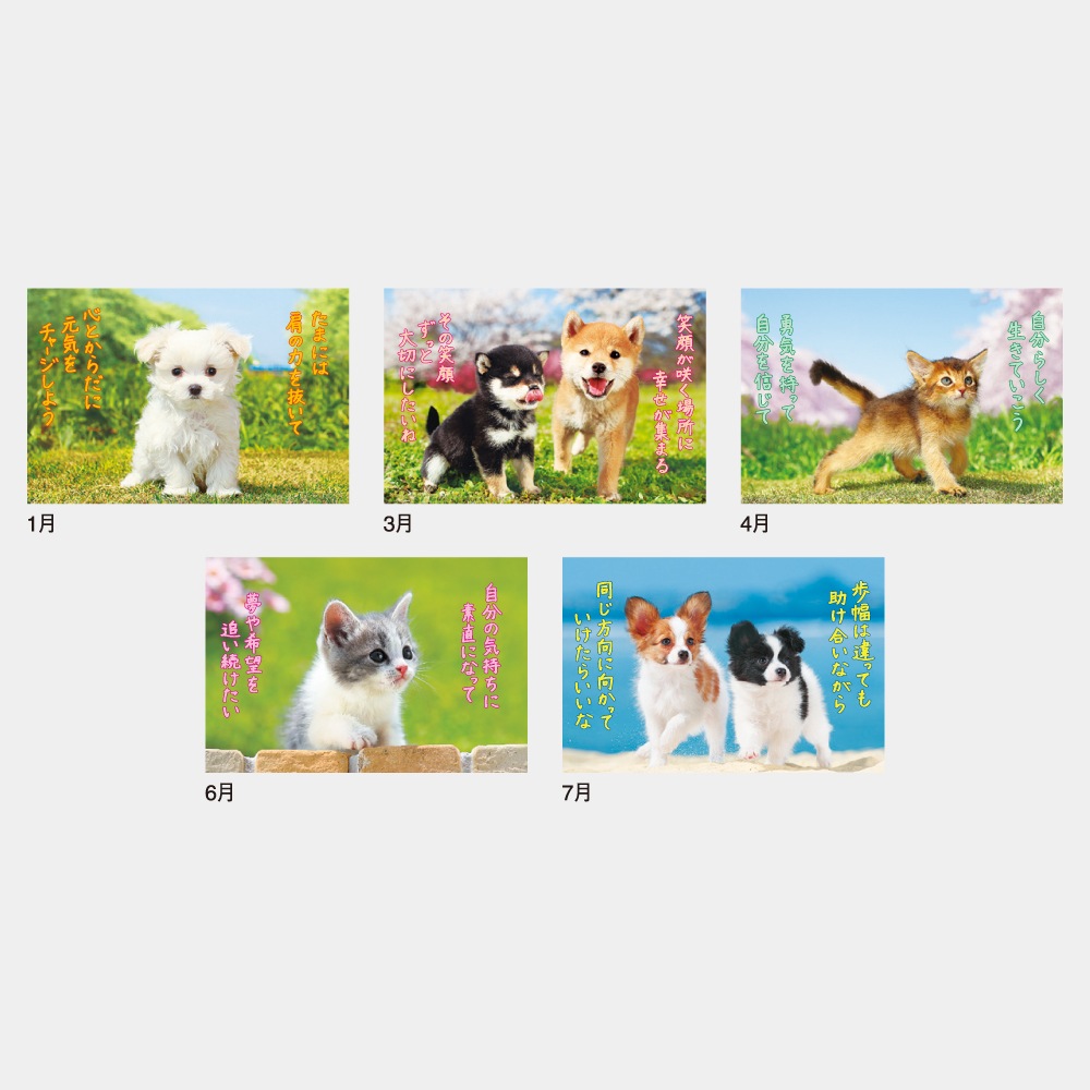 IC254H�����ޤ��륫��������1��̾����������ۥåȥ������ܡ�