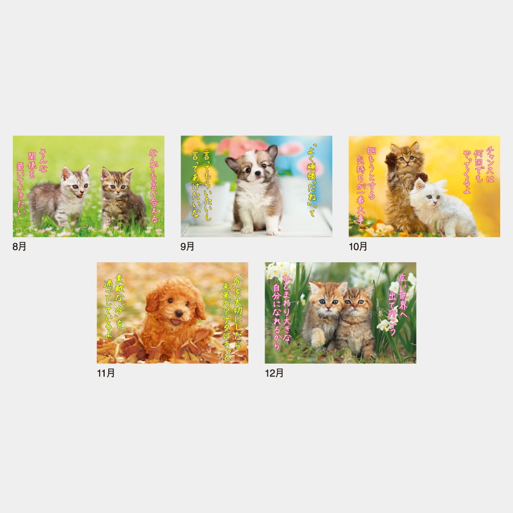 IC254H�����ޤ��륫��������1��̾����������ۥåȥ������ܡ�