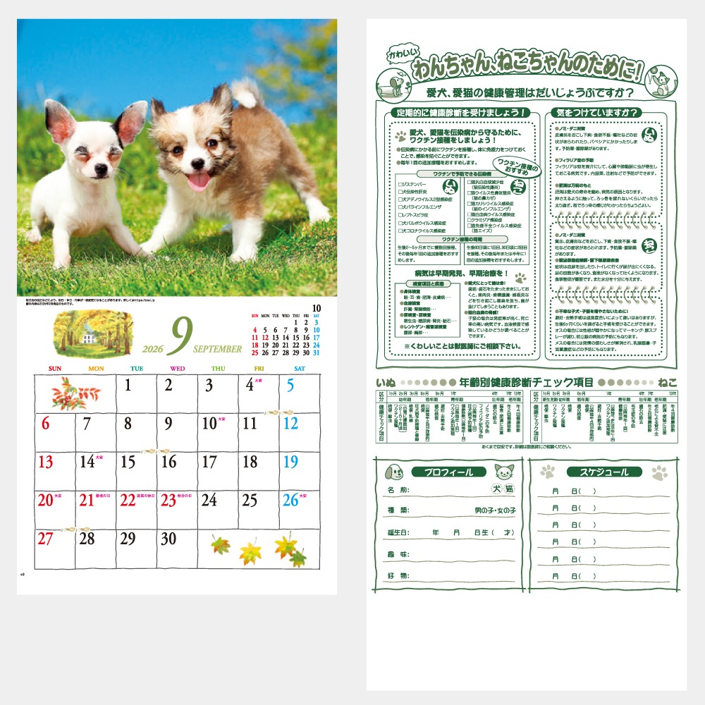 IC234�����塼�ȡ�CUTE�˥���������1��̾���������