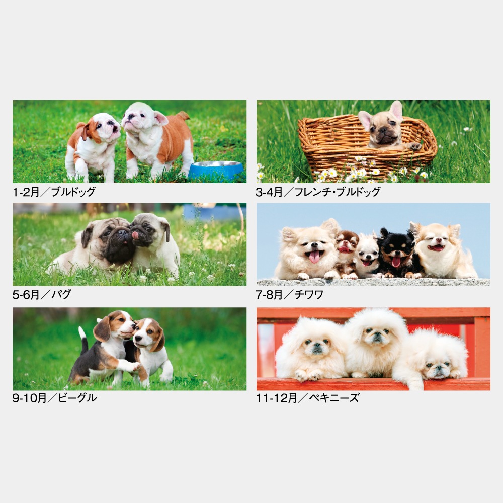 SG-197 THE DOGS ߥ1̾ۥåȥȡ