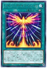 [RIRA]饤󥰡֡ե(쥢)RIRA-JP053