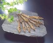 �����֤��蘆�������û��ʡסۤ��蘆���衺����ֳ�Ϸ