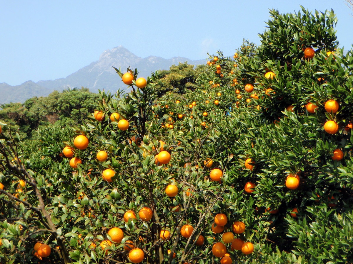 �ڿ��̡����ָ���ۤ��蘆�����ॻ�쥯�� �����������绺���󤫤�