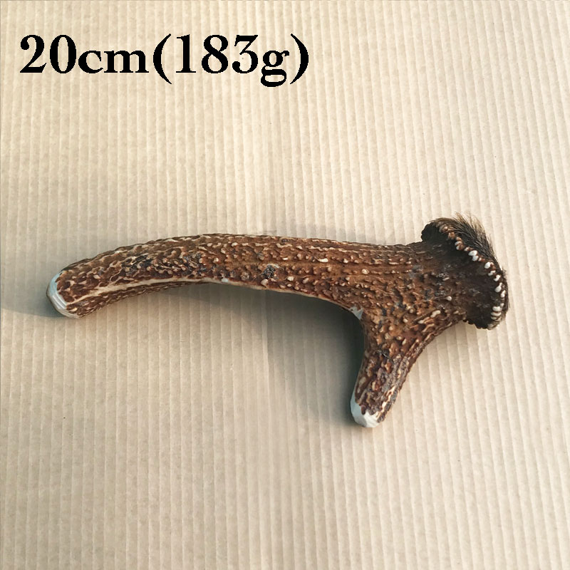 富士山の鹿角 20cm（183g）