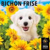 PICTWANカレンダー2026【L判】ビション・フリーゼ【送料無料】|2026カレンダー