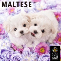 PICTWANカレンダー2026【L判】マルチーズ【送料無料】|2026カレンダー