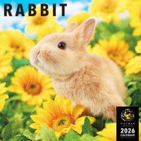 PICTWANカレンダー2026【L判】ラビット【送料無料】|2026カレンダー