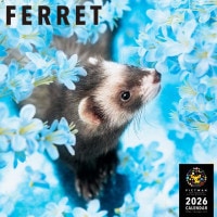 PICTWANカレンダー2026【L判】フェレット【送料無料】|2026カレンダー