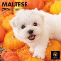 PICTWANカレンダー2026【S判】マルチーズ|2026カレンダー