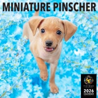 PICTWANカレンダー2026【L判】ミニチュア・ピンシャー【送料無料】|2026カレンダー