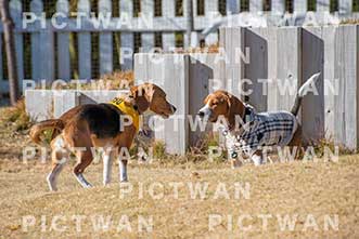 【データ販売】bhf：K001|［イベント］Beagle Houseファミリー会