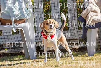 【データ販売】bhf：K005|［イベント］Beagle Houseファミリー会