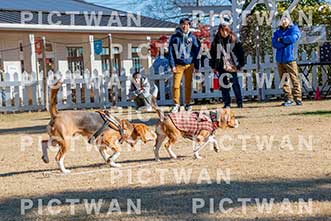 【データ販売】bhf：K009|［イベント］Beagle Houseファミリー会