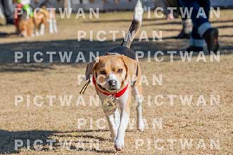 【データ販売】bhf：K010|［イベント］Beagle Houseファミリー会