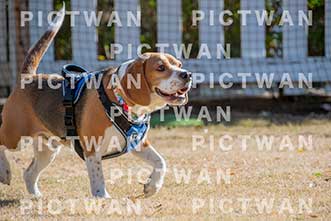 【データ販売】bhf：K014|［イベント］Beagle Houseファミリー会