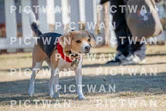 【データ販売】bhf：K015|［イベント］Beagle Houseファミリー会