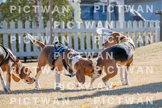【データ販売】bhf：K016|［イベント］Beagle Houseファミリー会