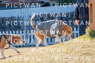 【データ販売】bhf：K018|［イベント］Beagle Houseファミリー会