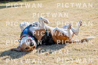 【データ販売】bhf：K024|［イベント］Beagle Houseファミリー会