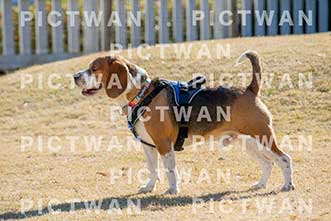 【データ販売】bhf：K031|［イベント］Beagle Houseファミリー会