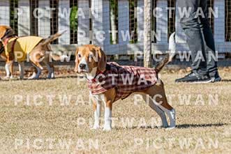 【データ販売】bhf：K038|［イベント］Beagle Houseファミリー会