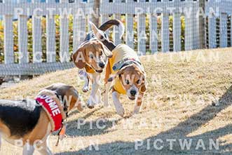【データ販売】bhf：K044|［イベント］Beagle Houseファミリー会