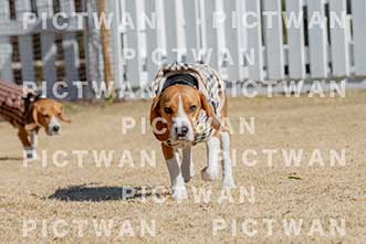 【データ販売】bhf：K055|［イベント］Beagle Houseファミリー会