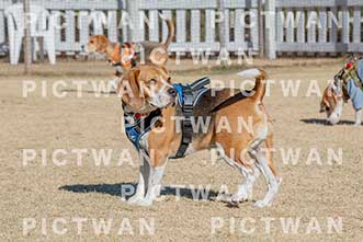 【データ販売】bhf：K058|［イベント］Beagle Houseファミリー会