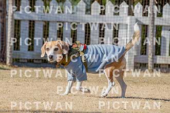 【データ販売】bhf：K061|［イベント］Beagle Houseファミリー会