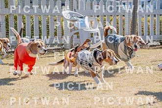 【データ販売】bhf：K063|［イベント］Beagle Houseファミリー会