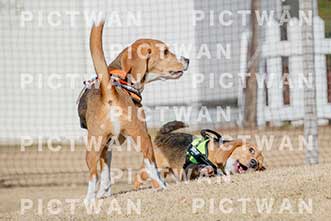 【データ販売】bhf：K065|［イベント］Beagle Houseファミリー会