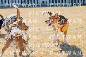 【データ販売】bhf：K069|［イベント］Beagle Houseファミリー会