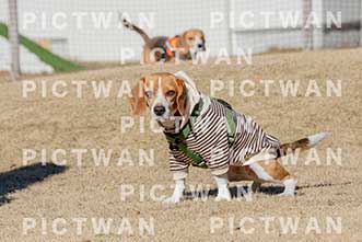 【データ販売】bhf：K075|［イベント］Beagle Houseファミリー会