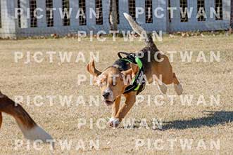 【データ販売】bhf：K080|［イベント］Beagle Houseファミリー会