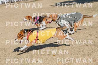 【データ販売】bhf：K093|［イベント］Beagle Houseファミリー会