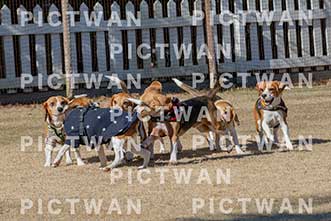 【データ販売】bhf：K094|［イベント］Beagle Houseファミリー会