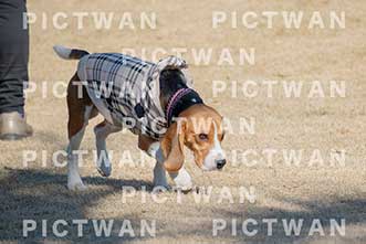 【データ販売】bhf：K103|［イベント］Beagle Houseファミリー会