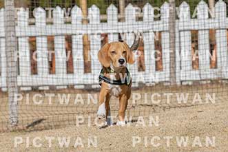 【データ販売】bhf：K113|［イベント］Beagle Houseファミリー会