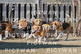 【データ販売】bhf：K116|［イベント］Beagle Houseファミリー会