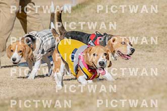 【データ販売】bhf：K119|［イベント］Beagle Houseファミリー会