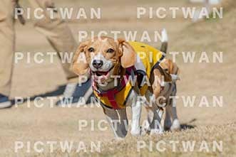 【データ販売】bhf：K120|［イベント］Beagle Houseファミリー会