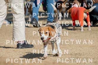 【データ販売】bhf：K123|［イベント］Beagle Houseファミリー会