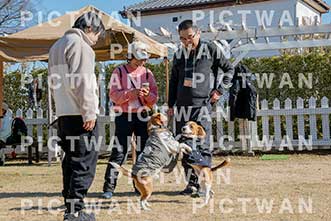 【データ販売】bhf：K125|［イベント］Beagle Houseファミリー会