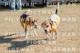 【データ販売】bhf：K135|［イベント］Beagle Houseファミリー会