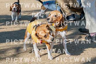 【データ販売】bhf：K136|［イベント］Beagle Houseファミリー会