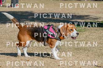 【データ販売】bhf：K138|［イベント］Beagle Houseファミリー会