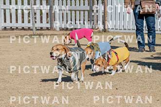 【データ販売】bhf：K142|［イベント］Beagle Houseファミリー会